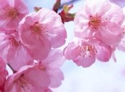 Коронавірус: в Японії скасували фестиваль цвітіння і милування сакурою