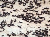 В Израиле идет борьба с саранчой