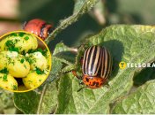 Картоплю будуть їсти люди, а не жук