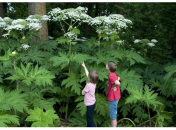Как уберечь ребенка на природе: фото 8 самых ядовитых растений