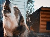 Вероятно бешеная собака в Николаеве покусала 5 человек