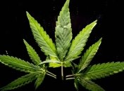 Украинцы пытались провезти в РФ 4.5 кг марихуаны