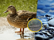 На Одещині пересихає річка