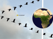 Перелетные птицы погибают во время полета