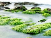 Дольше и больше: из-за повышения температуры токсичные водоросли цветут интенсивней