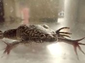 Ученым удалось отрастить лягушкам новые лапы 