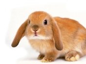 Нашли останки предка кроликов, жившего 14 миллионов лет назад