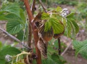 Правильный уход за малиной - залог хорошего урожая