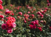 Благодаря правильному уходу розы останутся здоровыми и красивыми