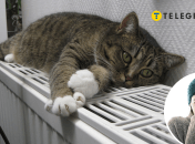 На Львов движется сильное похолодание, в городе принимают экстренные меры