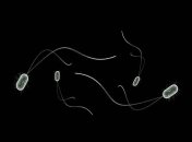 Ученые хотят создать "ноев ковчег" для микробов