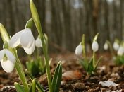 Погода в Украине 5 марта: на западе, севере и в центре - без осадков