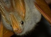 В более сухие периоды летучие мыши летают дольше