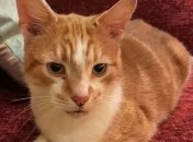 Кот Мармелад