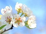 Приметы и обряды на 19 апреля – Евтихий Тихий и Ерема Пролетный