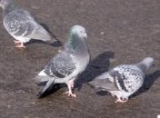 В Уфе ребенок питался вместе с голубями и бездомными животными