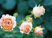 Отсутствие цветения можно объяснить разными причинами