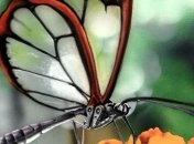 Новые искусственные крылья для роботов-насекомых работают от солнечного света