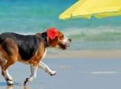 В Украине в ближайшие дни наступит жара