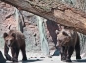 В Киевском зоопарке медведи готовятся к зимней спячке  