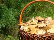 Как правильно сушить грибы