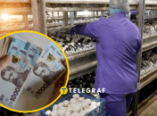 Агрофирма в поисках сборщиц грибов
