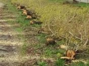 В столице неизвестные срезали более 50 тополей