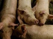 Серию вспышек АЧС зафиксировали в Сербии