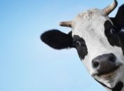 Очередной миф о пользе молока 