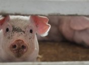 В РФ зафиксировали очередную вспышку АЧС