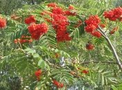 Прогноз погоды на 4 сентября: местами ожидаются дожди