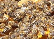 Пограничники Эстонии столкнулись с пчелиной опасностью на границе с РФ