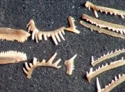 Ученые выяснили, как древние хищники "лечили" зубы