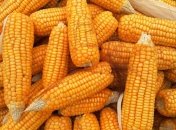 Українська кукурудза дешевшає через коронавірус