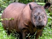 В Малайзии умер последний самец суматранского носорога