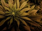 17-летний парень отравился марихуаной и попал в реанимацию