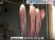 Японцы съели осьминога-предсказателя после матча с Бельгией