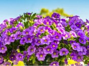 Лучшие удобрения для петуний