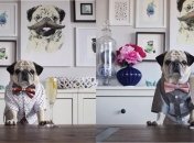 Самый популярный мопс Instagram, жизнь которого ярче нашей (Фото)