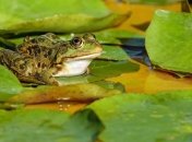 В Антарктиде обнаружили останки лягушки Триассового периода (Фото)