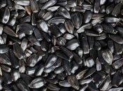 Что таит в себе пакетик семечек: почему не стоит употреблять это лакомство