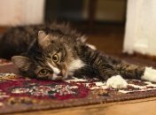 В уборке ковра помогут некоторые подручные продукты