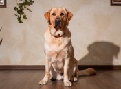 Собака и собака — что нужно знать