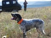 В Гослесагентстве планируют создать охотничью службу