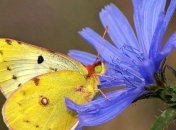 Прогноз погоды в Украине на 12 июля: жара, но пройдут кратковременные дожди