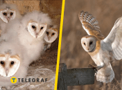 Сипухи, иллюстративные фото