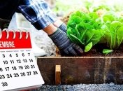 У вересні можна посадити зелень, таку як петрушка, м’ята, розмарин, чебрець і рукола