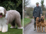 Британские породы собак