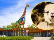 Одомашненное южноамериканское копытное млекопитающее семьи верблюдовых