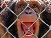 Обезьян из Нидерландов отправили "на пенсию"